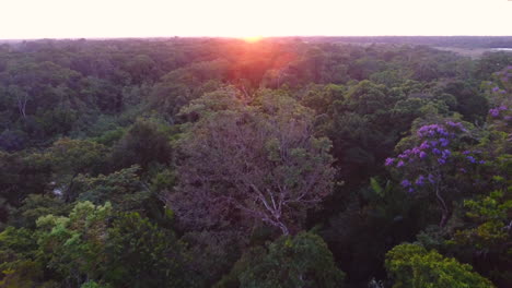 Vista-Aérea-De-Drones-Sobre-El-Dosel-Del-Bosque-De-La-Guayana-Francesa.-Atardecer-Amazónico